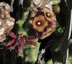 Apteranthes europaea judaica