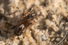 Enoplognatha mandibularis