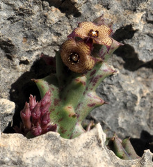 Apteranthes europaea judaica