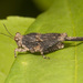Mexican Pygmy Grasshopper - Photo (c) Karl Kroeker, some rights reserved (CC BY-NC), uploaded by Karl Kroeker