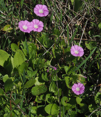 Convolvulus coelesyriacus