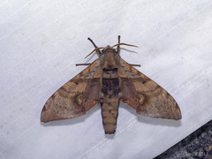 Daphnusa ocellaris
