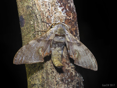 Daphnusa ocellaris