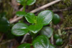 Peperomia urvilleana