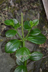 Peperomia urvilleana