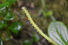 Peperomia urvilleana