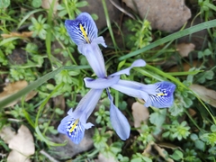Iris histrio