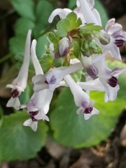 Corydalis triternata
