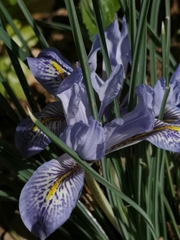 Iris histrio