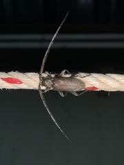 Stromatium longicorne