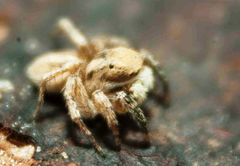 Aelurillus kronestedti