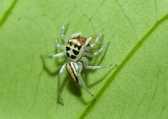 Phintelloides jesudasi