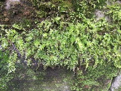 Plagiomnium undulatum