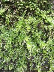 Plagiomnium undulatum