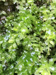 Plagiomnium undulatum