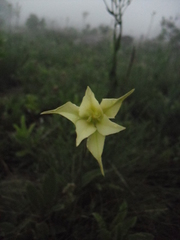 Gladiolus longicollis