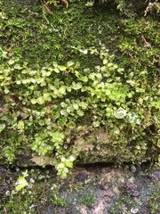 Plagiomnium undulatum