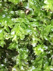 Plagiomnium undulatum