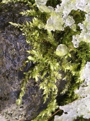 Brachythecium rutabulum