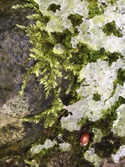 Brachythecium rutabulum