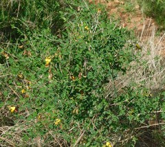 Crotalaria laburnifolia