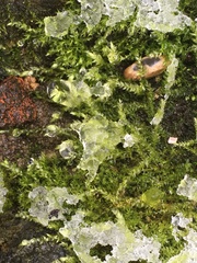 Brachythecium rutabulum