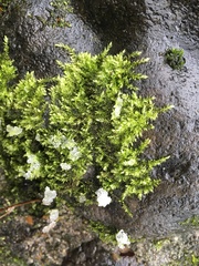 Brachythecium rutabulum