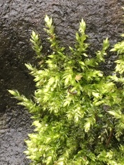 Brachythecium rutabulum