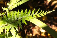 Asplenium splendens