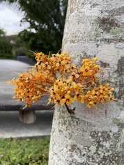 Saraca thaipingensis