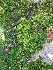 Ptychostomum capillare