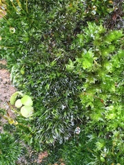 Ptychostomum capillare