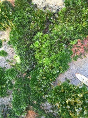 Ptychostomum capillare