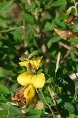 Crotalaria laburnifolia