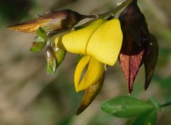 Crotalaria laburnifolia
