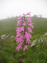 Disa pulchra