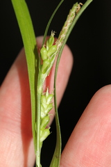 Carex corrugata