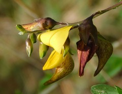 Crotalaria laburnifolia