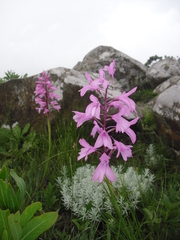 Disa pulchra