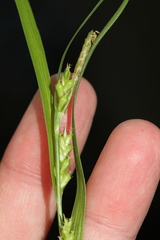 Carex corrugata