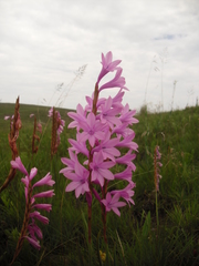 Watsonia lepida