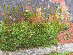 Tortula muralis