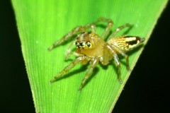 Colopsus