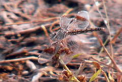 Brachythemis