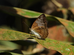 Tanaecia pelea