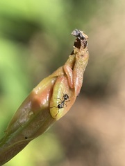 Eooxylides tharis distanti