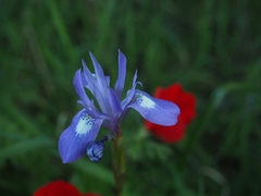 Moraea sisyrinchium
