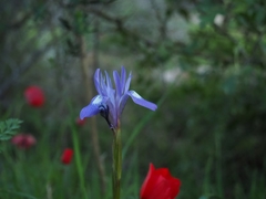 Moraea sisyrinchium