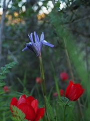 Moraea sisyrinchium