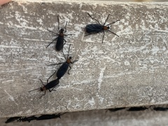 Plecia ruficollis